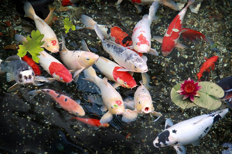 ho-ca-koi